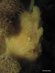 No less than 5 frogfish were seen on the same day in Taba... by Maria Munn 